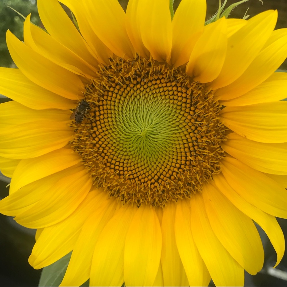 Meet your Posher, Allyson